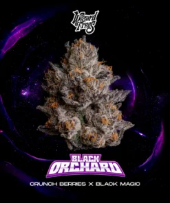 black orchard strain