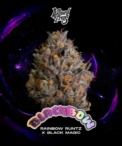 black bow strain