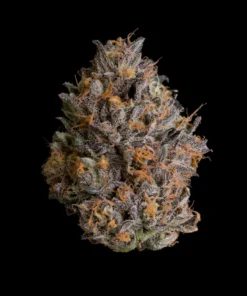 black bow strain