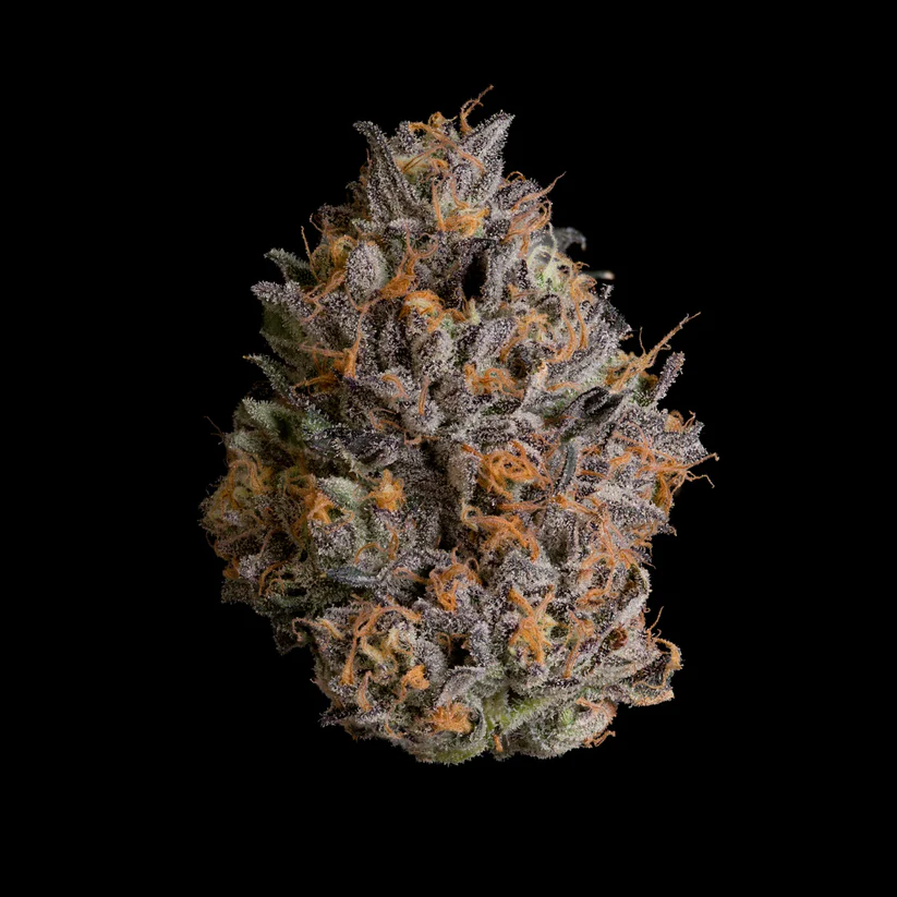 black bow strain
