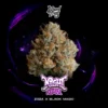 night ritual strain