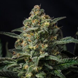 What strains are good for Crohn's disease?