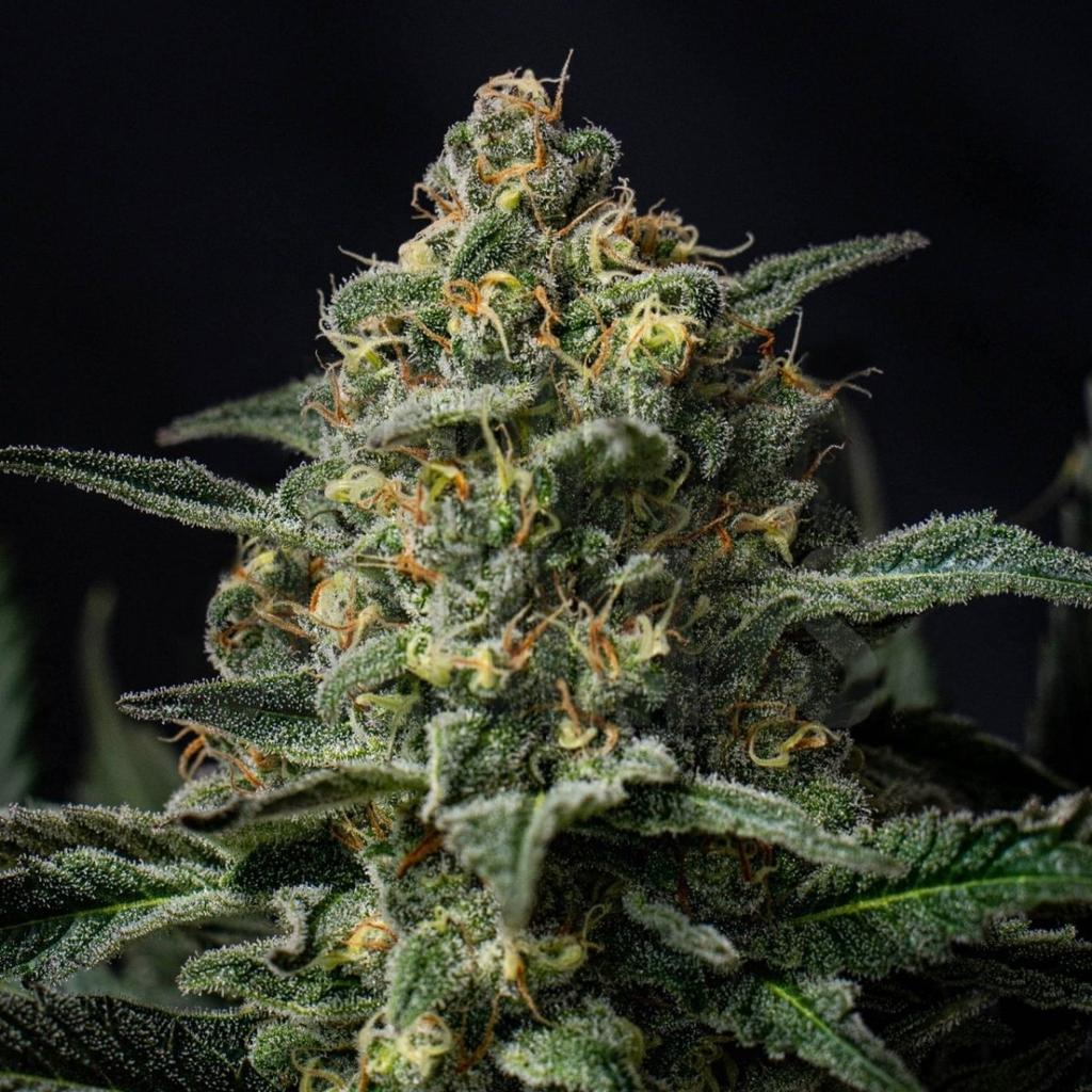 What strains are good for Crohn's disease?