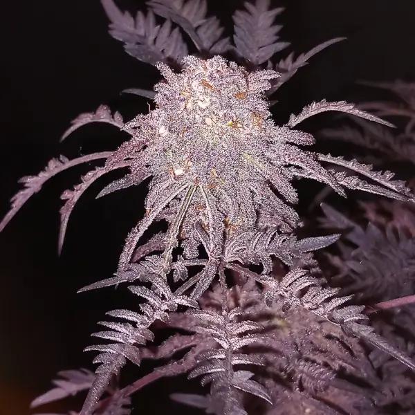 What is a wizard weed?