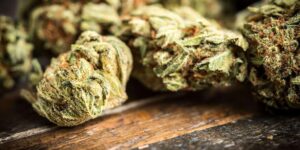 What is the strongest weed?